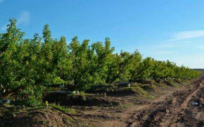 Excepcionalmente por la crisis del COVID-19 los parados, empleados en campañas agrarias, seguirán cobrando la prestación